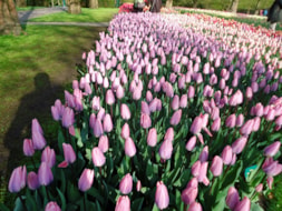 Keukenhof (11)